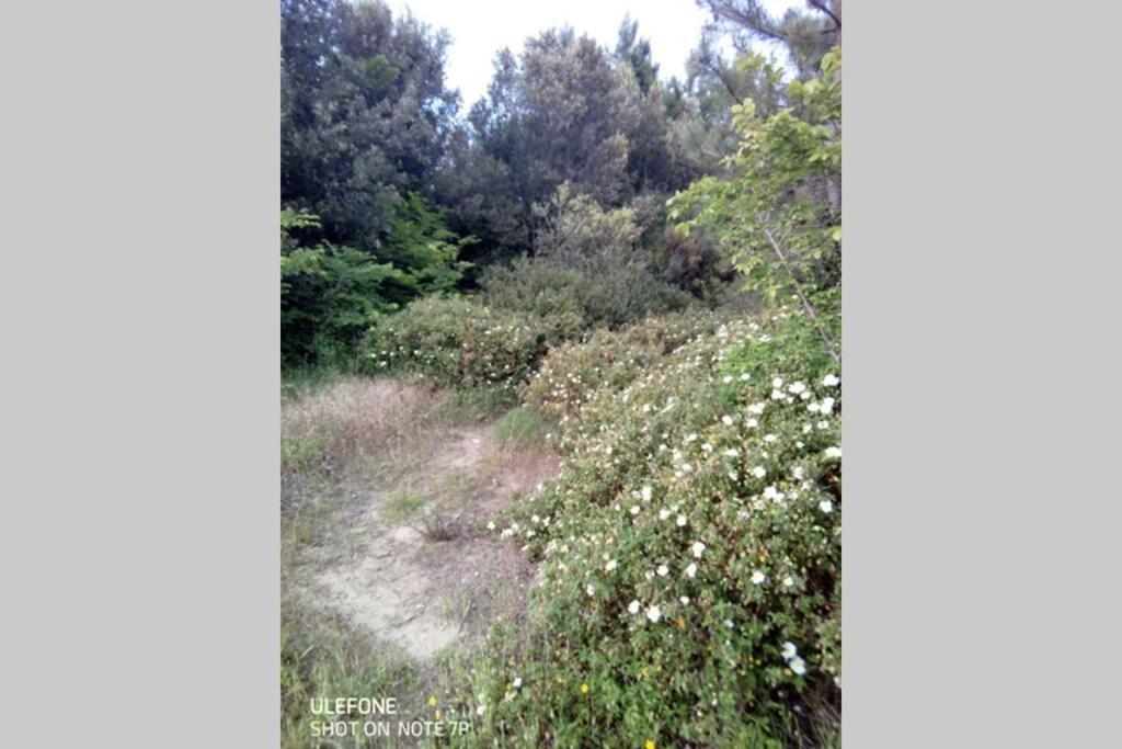 Casa Nel Parco Sulla Spiaggia ปิซา ภายนอก รูปภาพ