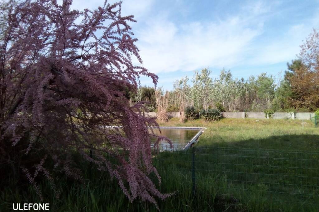 Casa Nel Parco Sulla Spiaggia ปิซา ภายนอก รูปภาพ